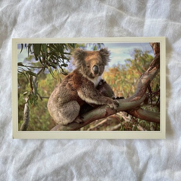 Australian Wildlife Photography Greeting Cards - Picture 16 of 16